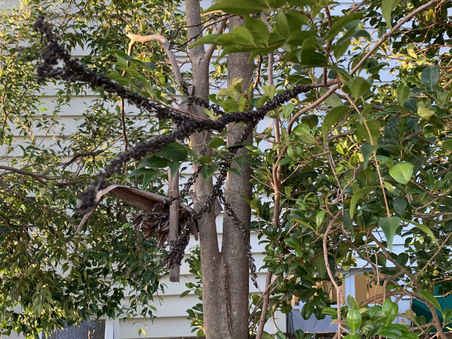 Roosting Native Stingless Bees Brisbane - Brisbane Native Bee Rescue ...