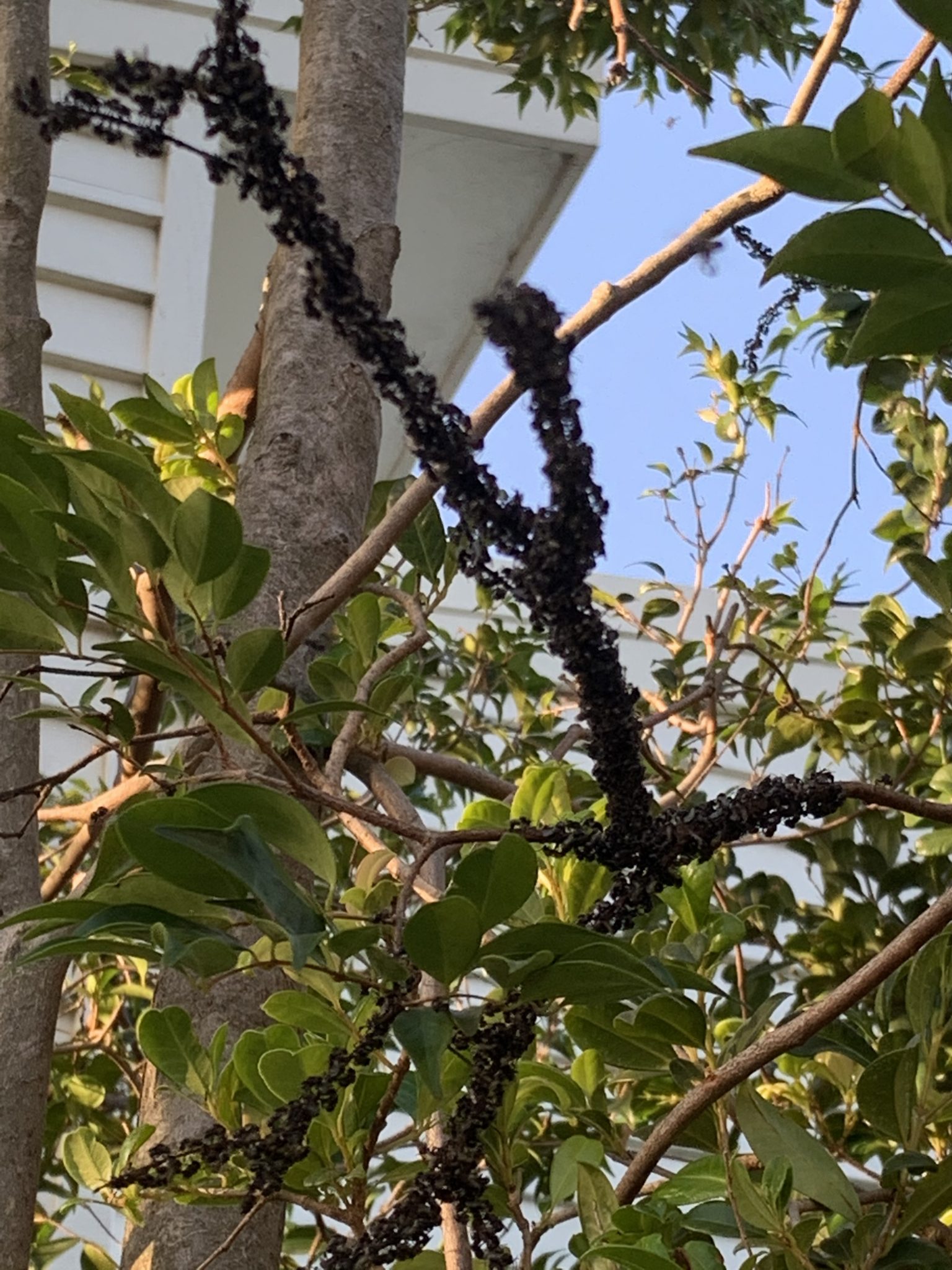 Roosting Native Stingless Bees Brisbane - Brisbane Native Bee Rescue ...