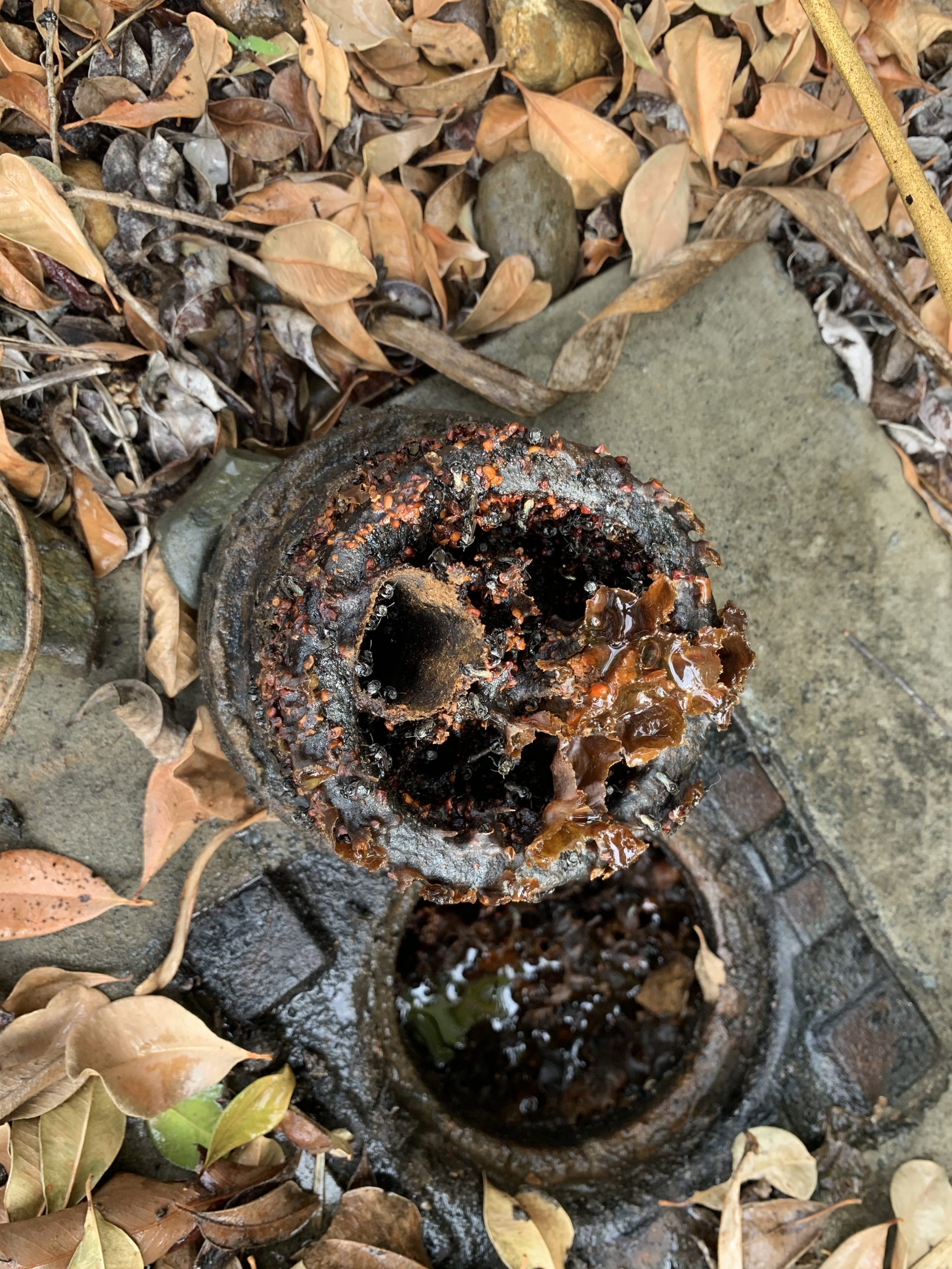 Brisbane native bees in water valve