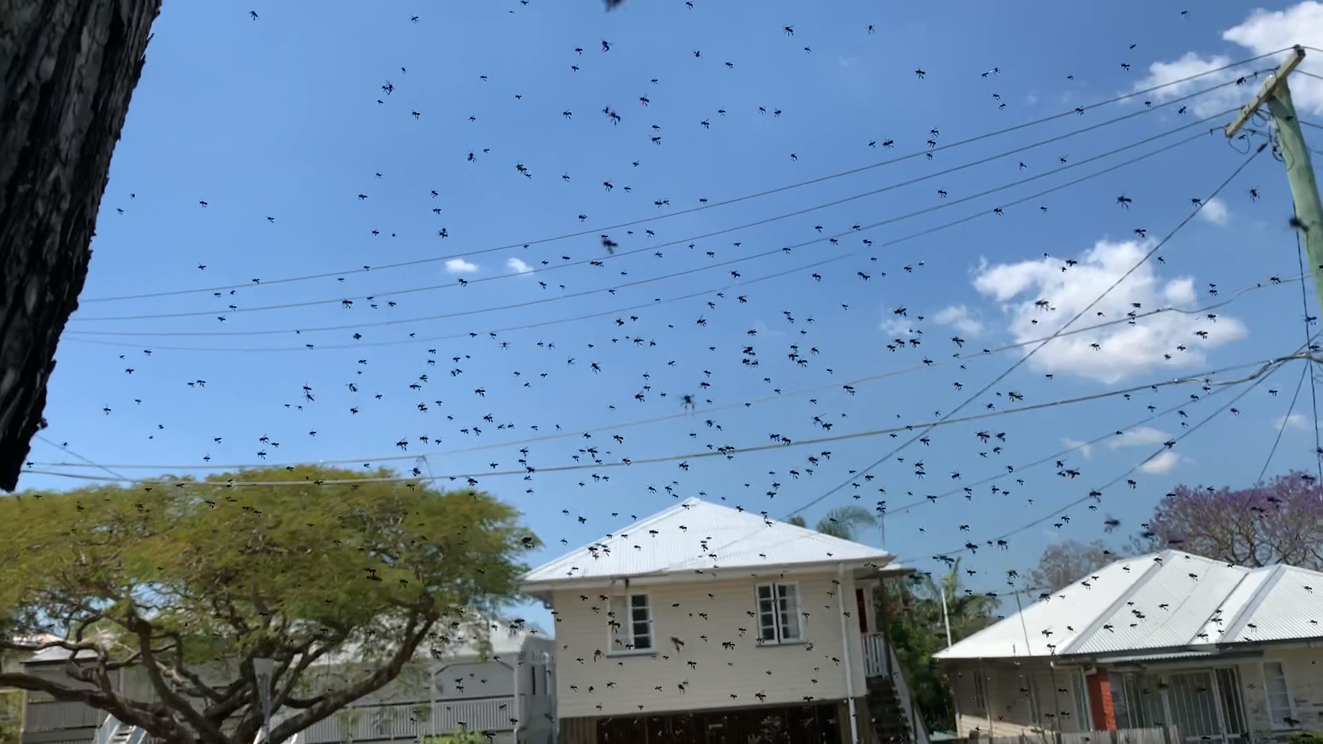 Native stingless bee swarm