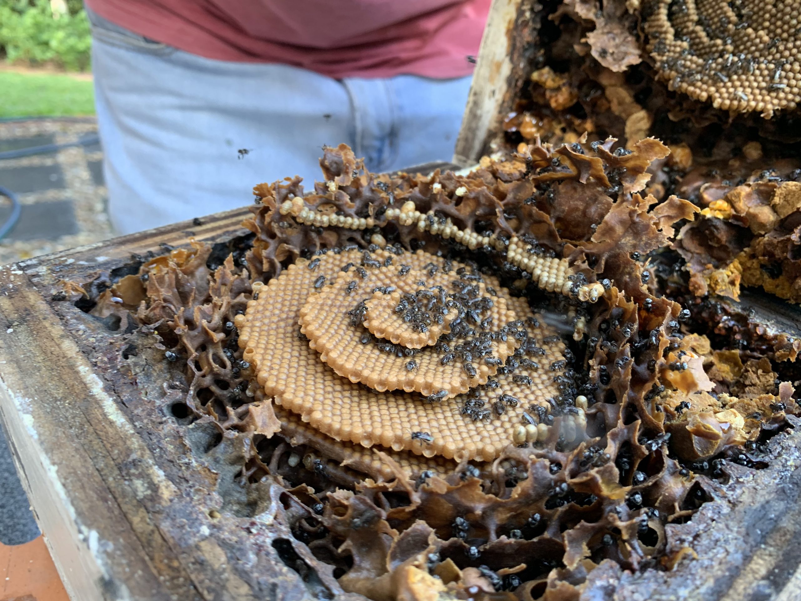 Native Stingless bee hive split