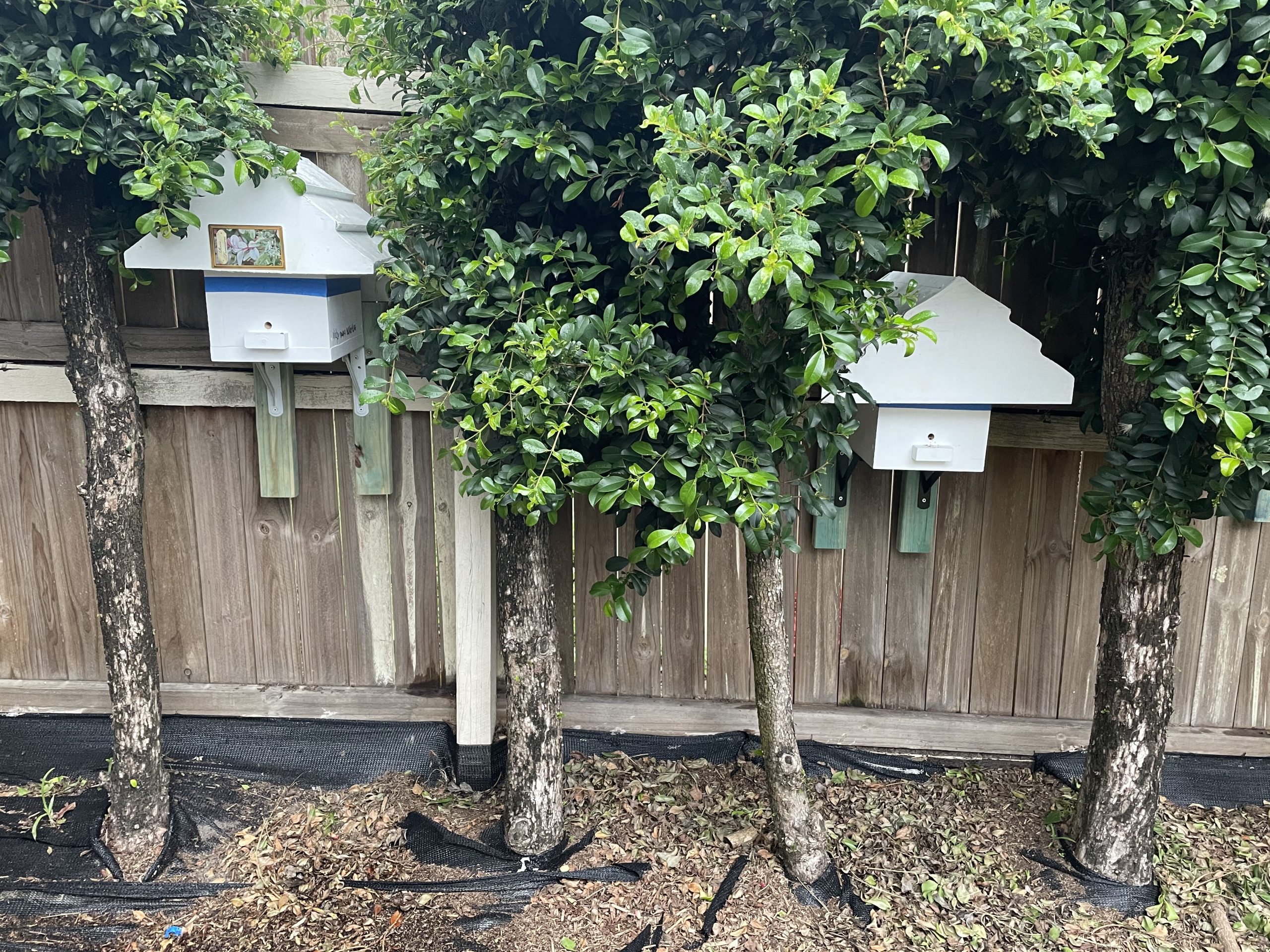 Native bee hives for sale Brisbane