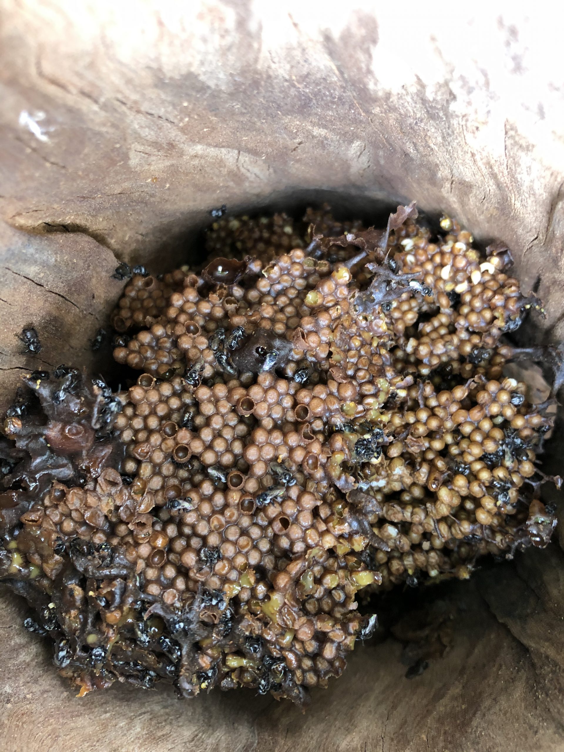 Native Bees Log Hive Rescue